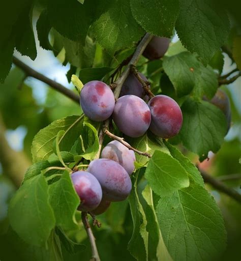 Best Fruit Trees And Nuts To Grow In Zone 5 Through Zone 9 Full Guide