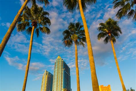 Palm Trees And Skyscrapers In Downtown Tampa At Sunset Stock Photo