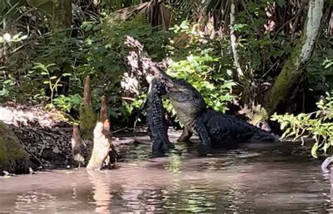 Video Shows Alligator Named Big Head Fred Eating Smaller Gator At