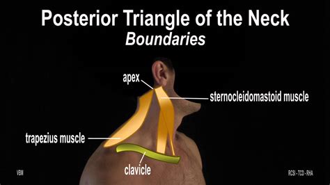 Surface Anatomy Posterior Neck Triangle 2d Youtube