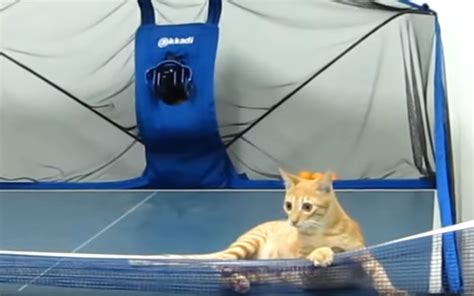 Ping Pong Playing Cat Knows His Business