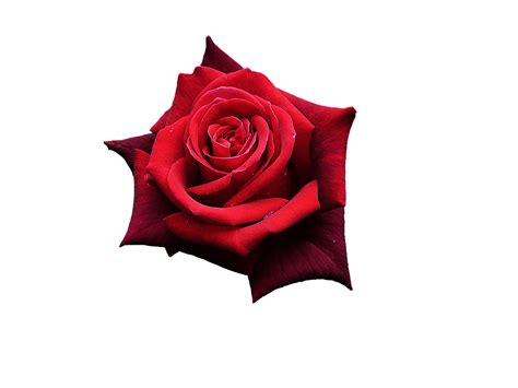 Foto Png Bunga Mawar Merah Png Mart