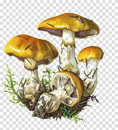 Free Download Botanical Illustration Edible Mushroom Botany Drawing