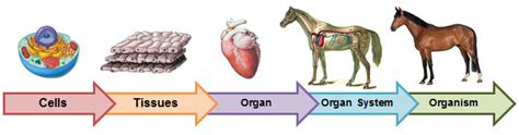 Cell Tissue Organ Organ System And Organism Diagram Quizlet