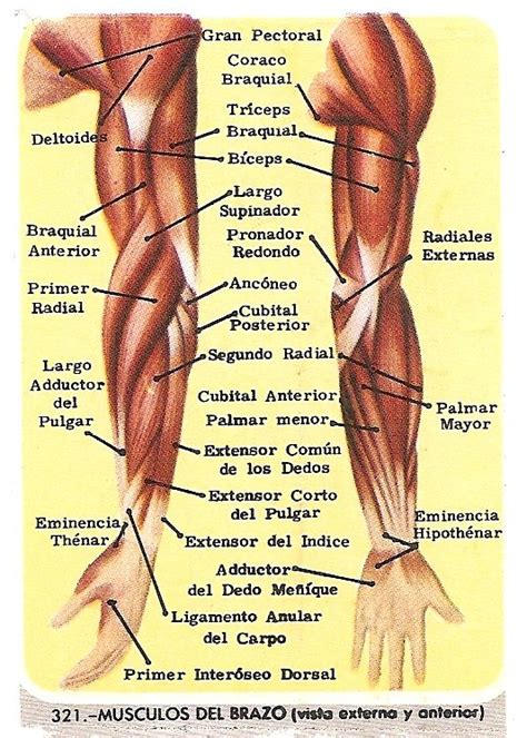 Pin De Fisioonline En Musculos Del Brazo Anatomia Musculos Anatomia