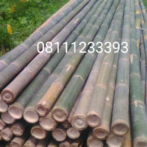 Jual Jual Bambu Murah Bambu Steger Bambu Steger Murah Shopee