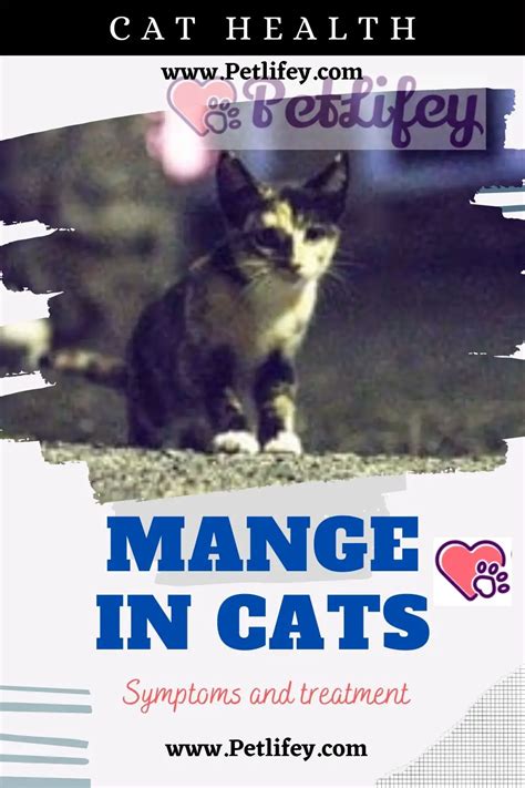 Mange In Cats Symptoms And Treatment Pet Lifey