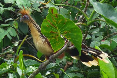 Guyana Wingspan Bird Tours
