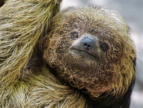 True Facts About Sloths The Sloth Conservation Foundation