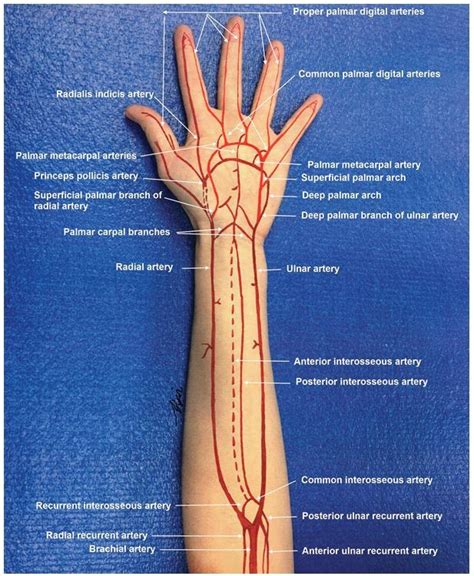Evidence Based Comprehensive Approach To Forearm Arterial Laceration