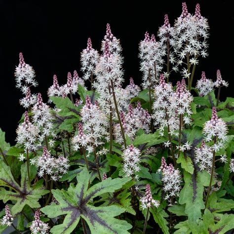 Tiarella Sugar And Spice Krzewy I Sadzonki