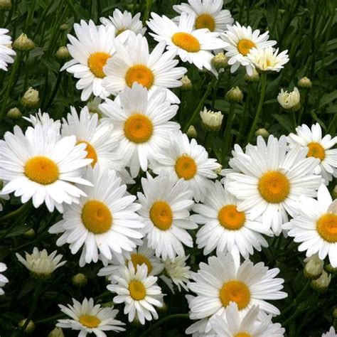 Chrysanthemum Maximum Shasta Daisy