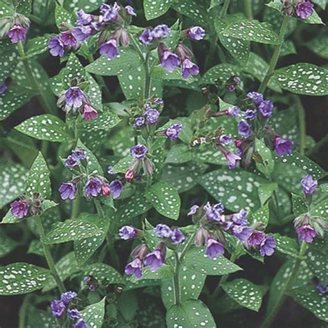 Lungwort Pulmonaria Saccharata Mygardenlife