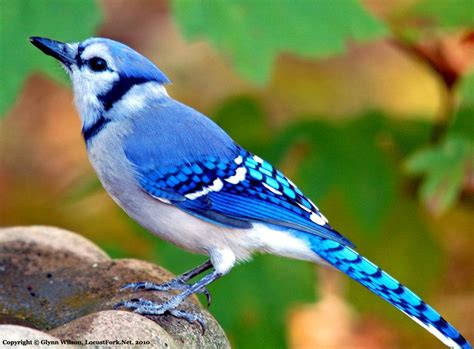 The Blue Jay Cyanocitta Cristata Is A Tool Loud Passerine Bird