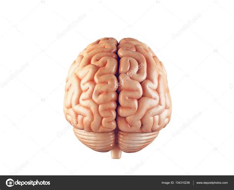 Human Brain Front Illustration