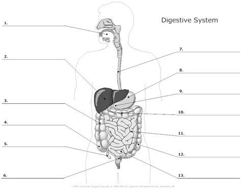 Digestive System Unlabeled Example Smartdraw Digestive System