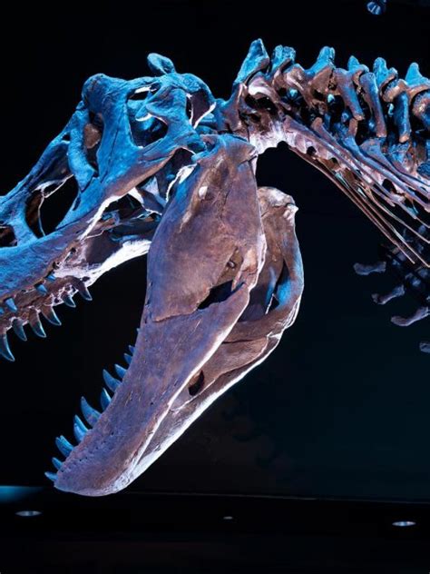 Tyrannosaurus Rex Bing Wallpaper Download