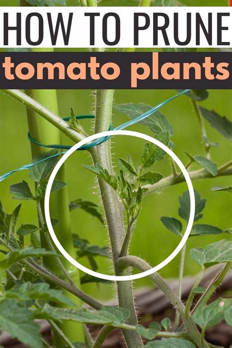 How And When To Prune Your Tomato Plants