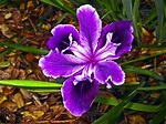 Purple Lily Photograph by Joyce Dickens - Fine Art America