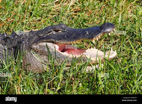 American Alligator Alligator Mississippiensis Bull Adult With Mouth