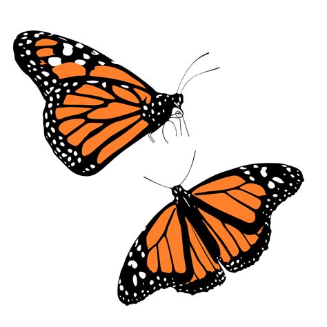 Onlinelabels Clip Art Monarch Butterflies