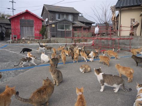 La Isla De Los Gatos Así Es Aoshima El Territorio De Japón Dominado