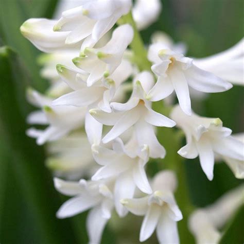 The Best Fragrant Spring Flowering Bulbs For Your Garden Better Homes