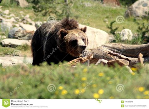 Grizzly Bear Profile Portrait In Grass Stock Image Image