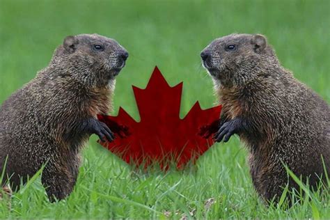 43 Best Ideas For Coloring Canadian Animals