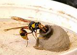 Mud Wasp Sting Images