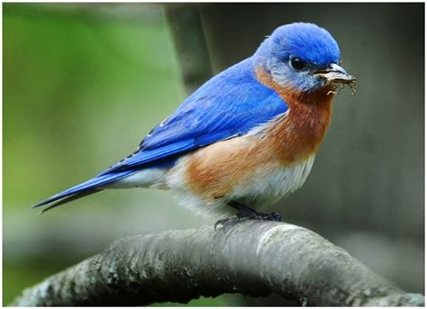 40 Beautiful Pictures Of Blue Birds Tail And Fur
