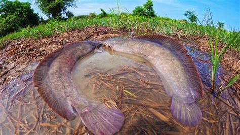 Oh No Wow Wow Amazing Top Fishing A Male Catching Many Catfish In Mud