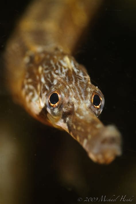 Syngnathus Acus Greater Pipefish Große Seenadel Ocean Creatures