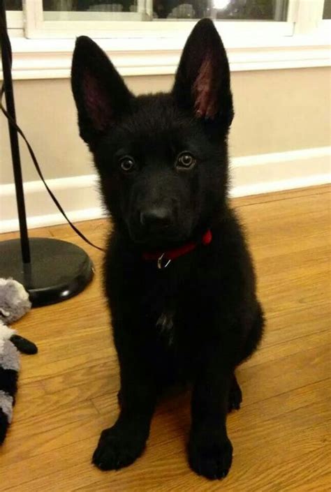 6 yrs old approximate weight: 20+ Cute German Shepherd Dogs and Facts You Should Know ...