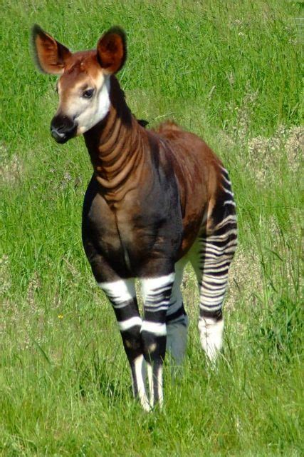 8 Interesting And Fascinating Facts About Okapis Allrefer