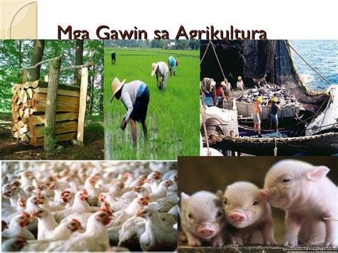 Sektor ng agrikultura