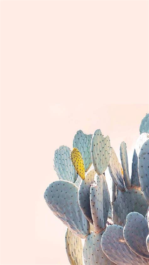 Colorful Cactuses Aesthetic Wallpapers Wallpaper Cave