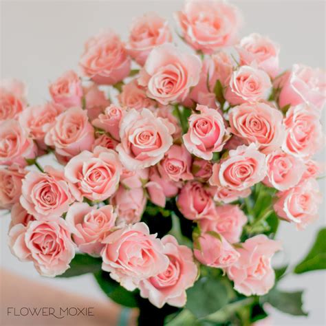 Light Pink Spray Rose Flower Diy Wedding Flowers Flower Moxie