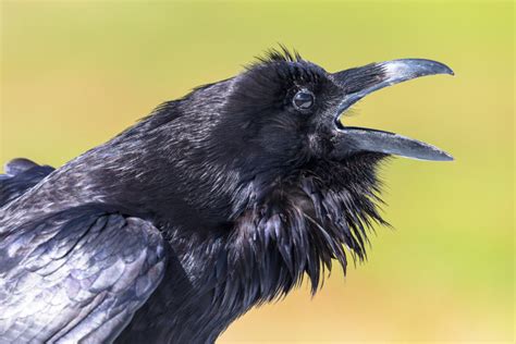 Raven Bird Face