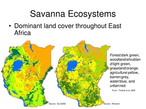 Ppt Savanna Ecosystems Powerpoint Presentation Free Download Id