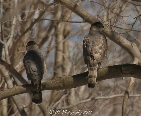 Male And Female Coopers Hawks Flickr Photo Sharing
