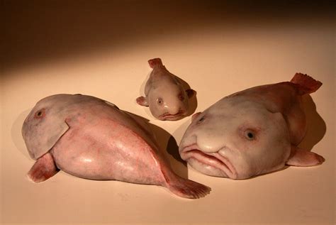 The Blobfish Facts About The Oceans Ugliest Mug A
