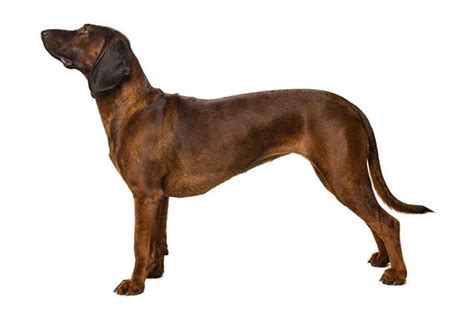 A Large Brown Dog Standing Up Against A White Background