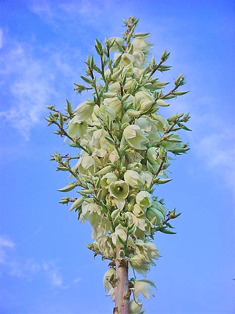 Vascular Plants of the Gila Wilderness-- Yucca elata