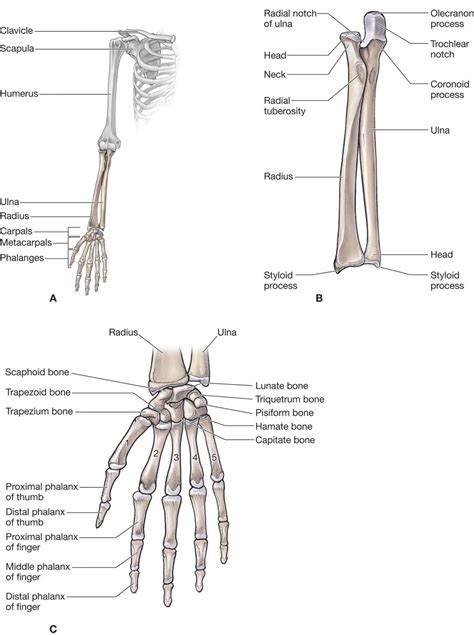 Joints Of The Wrist Hand And Fingers Slide Share