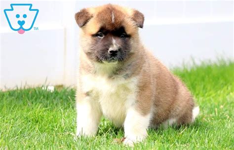 Akita Mix Puppies For Sale Keystone Puppies