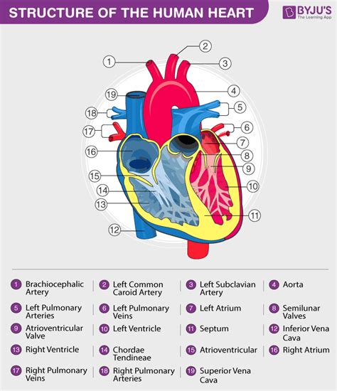 Human Circulatory System Organs Diagram And Its Functions
