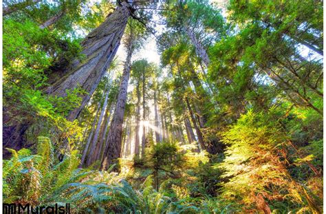 Beautiful Early Morning Old Growth Redwood Forest Wall Mural