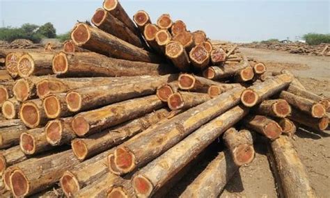 Teak Wood Round Log At Rs 3000piece Thousand Lights Chennai Id 13091271962