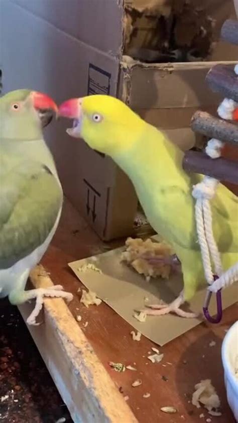 Parrots Fight Over Waffle Jukin Licensing